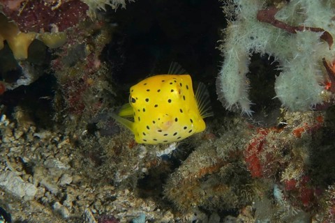 Square yellow fish, yellow boxfish (Ostracion cubicus) juvenile, hidden between corals and sea