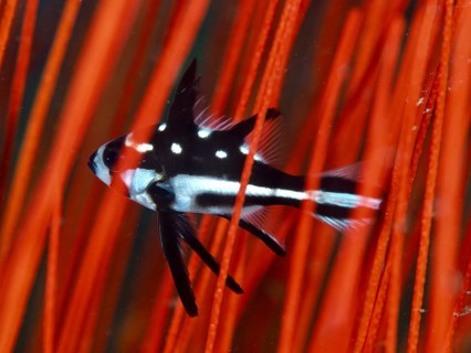 Black and white fish, yellow-eyed snapper (Macolor macularis) juvenile, swimming between bright red
