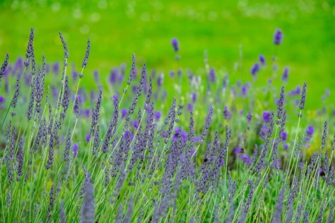 Lavender in bloom, North Rhine-Westphalia, Germany, Europe