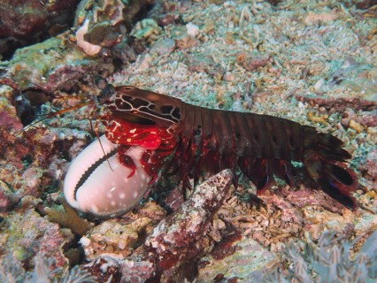 Mantis shrimp with red legs, clown mantis shrimp (Odontodactylus scyllarus), holding a white shell