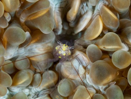 Yellow shrimp, Smits bladder coral shrimp (Palaemonella smiti), on brown bladder coral, dive site