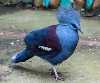 Funny blue bird in a zoo of Singapore