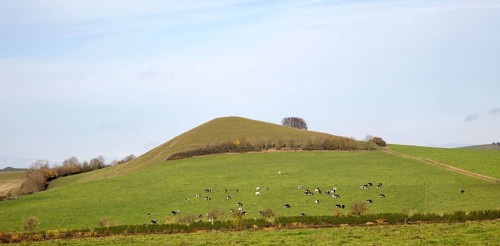 Cattle grazing on hillside of Picked Hill, Wilcot, Wiltshire, England, Uk