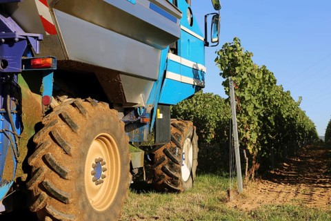 Grape grape harvest with full harvester in the district of Bad Dürkheim, Rhineland-Palatinate