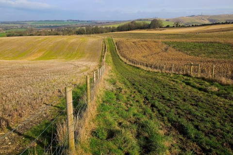Chalk landscape view to Lansdowne monument, Cherhill, North Wessex Downs, Wiltshire, England, UK
