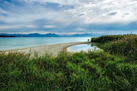 Reeds on the shore of Lake Chiemsee with Chiemgau Alps, Seebruck, Seeon, Chiemsee, Chiemgau, Upper