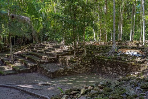 In the jungle Mayan culture with leopard Chacchoben Mexico Tie