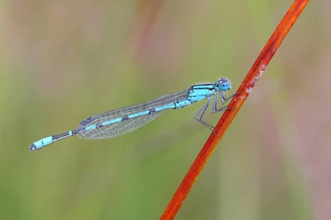 Common blue damselfly (Enallagma cyathigerum), male sitting on a blade of grass, wildlife,