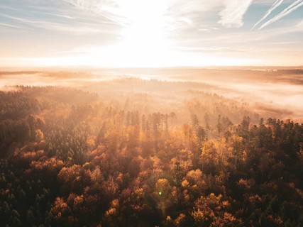 Dense forest in autumnal splendour at sunrise, enveloped in golden light and gentle mist, radiating