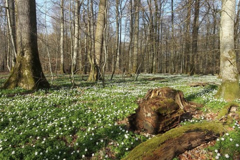 Wood anemone (Anemone nemorosa) Carpet of flowers in deciduous forest, Allgäu, Bavaria, Germany,