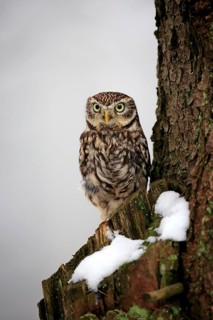 Little owl (Athene noctua), adult perch in the snow, in winter, Zdarske Vrchy, Bohemian-Moravian