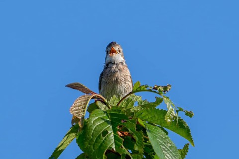 Common whitethroat, greater whitethroat (Curruca communis, Sylvia communis) singing, calling from