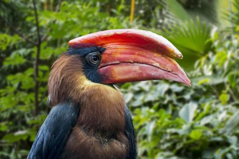 Rufous hornbill, Philippine hornbill, kalaw (Buceros hydrocorax) endemic to the Philippines