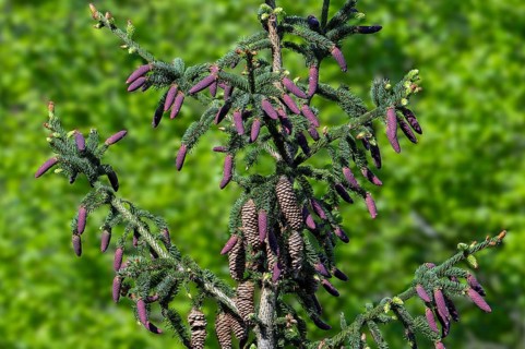 Norway spruce, European spruce (Picea abies) showing evergreen leaves and young red cones and