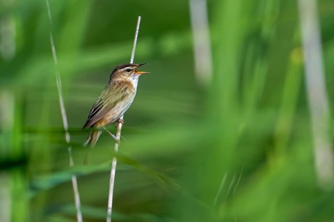 Ringed sedge warbler (Acrocephalus schoenobaenus, Motacilla schoenobaenus) calling from reed stem