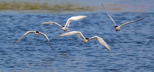 Four common terns (Sterna hirundo) in breeding plumage in flight, fishing in lake in summer