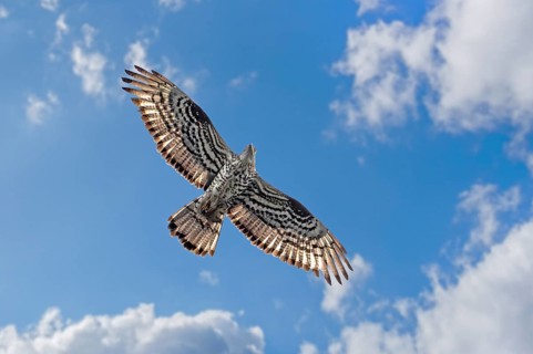Migrating European honey buzzard (Pernis apivorus) adult female in flight against cloudy sky in