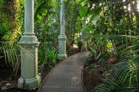 Narrow curved path made of iron plates leads through lush tropical vegetation, historic greenhouse,