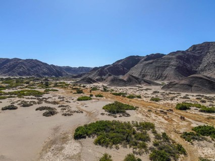 Desert elephants (Loxodonta africana) in the Hoanib dry river, aerial view, Kaokoveld, Kunene