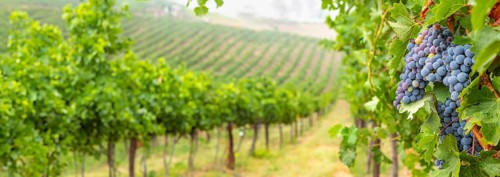 Beautiful grape vineyard landscape banner