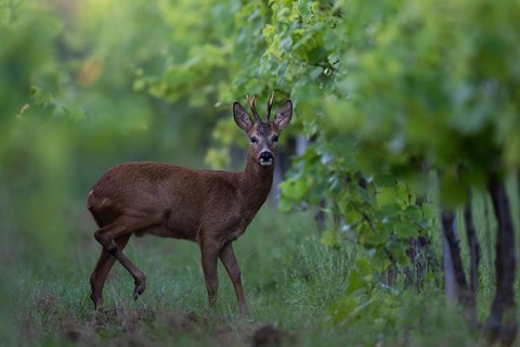 Roebuck in summer, leaf time, Wittlich, Rhineland-Palatinate, Germany, Europe