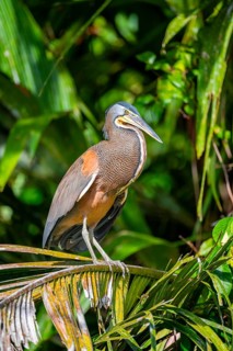 Bare-throated tiger heron (Tigrisoma mexicanum) in a tree, Tortuguero National Park, Costa Rica,
