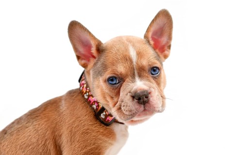 Cute young dog puppy modelling a pet collar in front of white studio background
