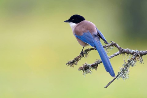 Iberian magpie (Cyanopica cookei), Extremadura, Spain, Europe