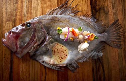 Ceviche modern cuisine of San Pedro fish Zeus faber
