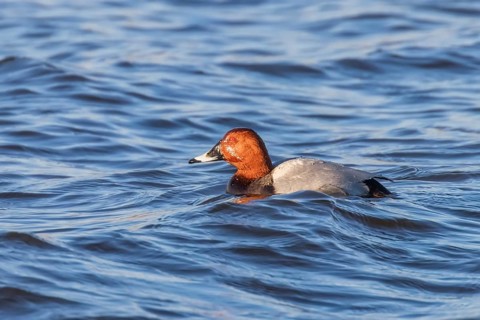 Common Pochard male swimming in the lake (Aythya ferina)