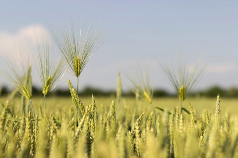 Young Wheat, Green Wheat Seedlings growing in a field