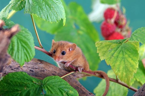 Dormouse (Muscardinus avellanarius) in a raspberry bush Federal Republic of Germany