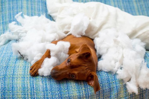 Naughty playful puppy dog after biting a pillow tired of hard work