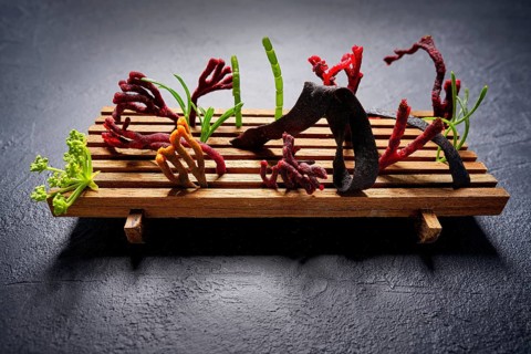 Codium seaweed salad modern cuisine with marine fennel and colorful algae