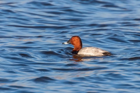 Common Pochard male swimming in the lake (Aythya ferina)