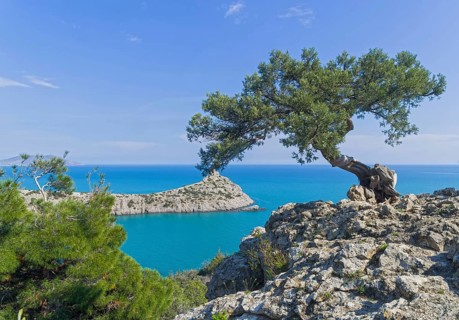 Old curved relict tree-like juniper (Juniperus excelsa) on a rock above the sea. Karaul-Oba, Novyy