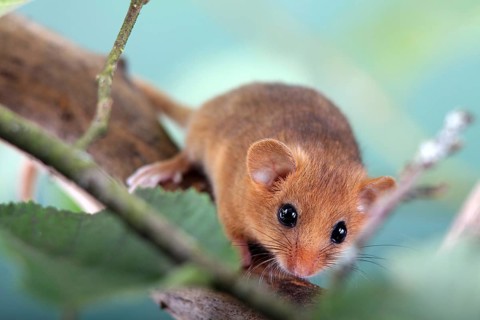 Dormouse (Muscardinus avellanarius) in a raspberry bush Federal Republic of Germany