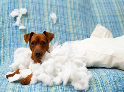 Naughty playful puppy dog after biting a pillow tired of hard work
