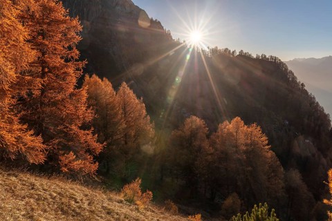 Sunset, autumnal larches, La Tzoumaz, Riddes, Valais, Switzerland, Europe