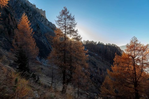 Sunset, autumnal larches, La Tzoumaz, Riddes, Valais, Switzerland, Europe