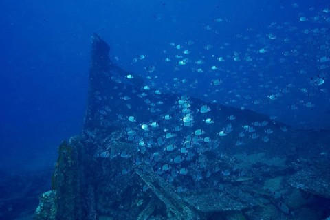 Two-banded seabream (Diplodus vulgaris) swimming around a sunken shipwreck in the sea, dive site