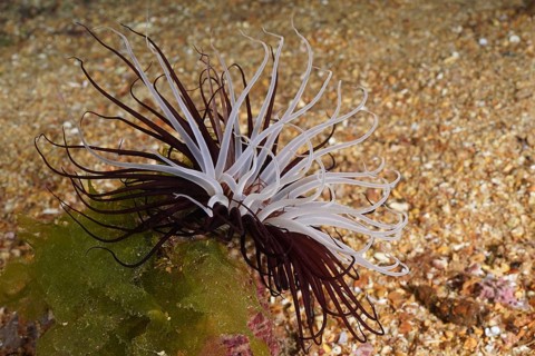A white-brown cylinder rose (Cerianthus membranaceus) on a sandy seabed, dive site Wreck Le Vapeur,
