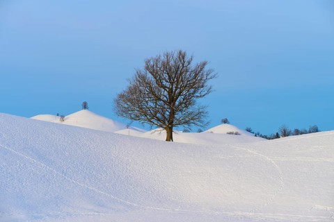 Snowy winter landscape with trees and hills radiating a peaceful atmosphere, Schöningen, Zurich,