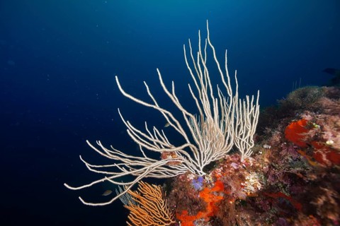 White gorgonian (Eunicella singularis) and orange details in a blue sea, dive site Sec de la Jeaune