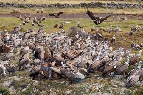 Griffon vulture (Gyps fulvus), group on the feeding ground in the Pyrenees, Catalonia, Spain,