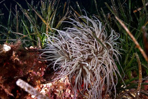 Bright anemone, wax rose (Anemonia sulcata), amidst seagrass, Neptune grass (Posidonia oceanica) in