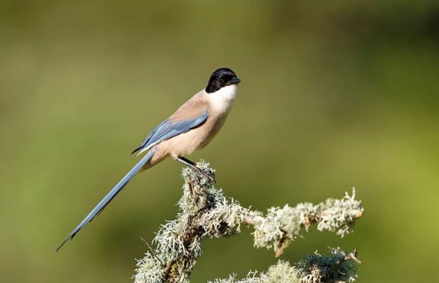 Blue magpie (Cyanopica cookei), Extremadura, Spain, Europe