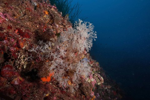 White-coloured coral formations, grape-shaped tree polyp (Eudendrium racemosum), in a dark marine