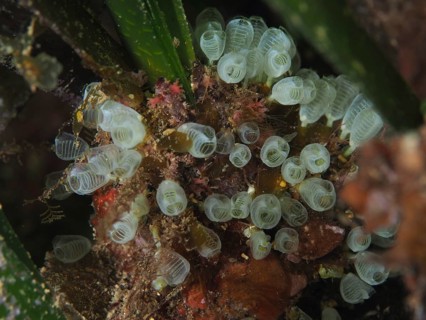 Colony of small transparent dwarf sea squirts (Pycnoclavella nana), sea squirts, in a green