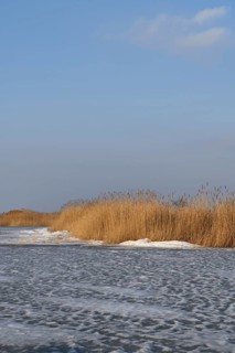 Reed belt on frozen Lake Neusiedl, Illmitz, National Park, Seewinkel, Burgenland, Austria, Europe